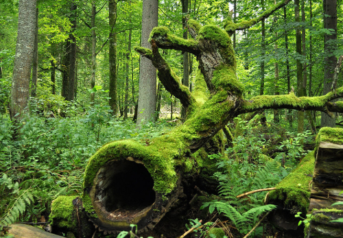 Białowieża Forest