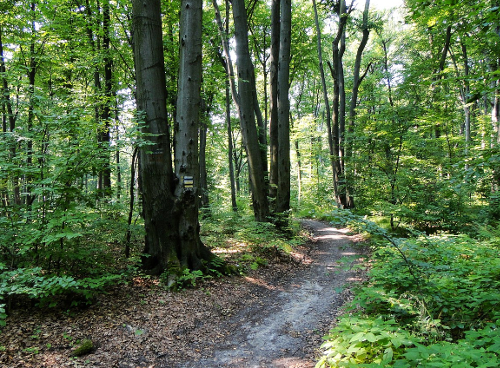 Wolski Forest for cycling in Krakow