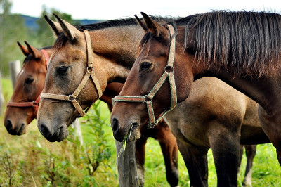 Choosing a horse for riding in Krakow